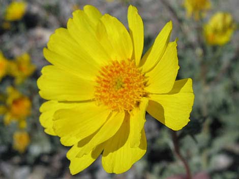 Desert Gold (Geraea canescens)