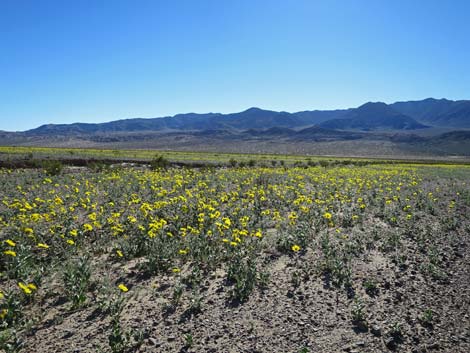 Desert Gold (Geraea canescens)