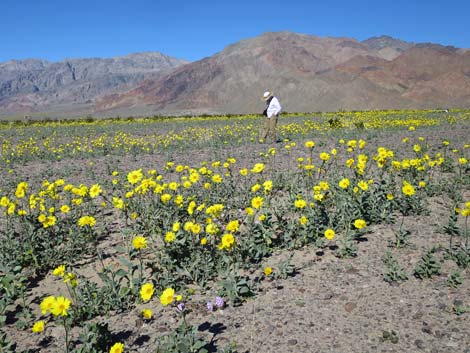 Desert Gold (Geraea canescens)