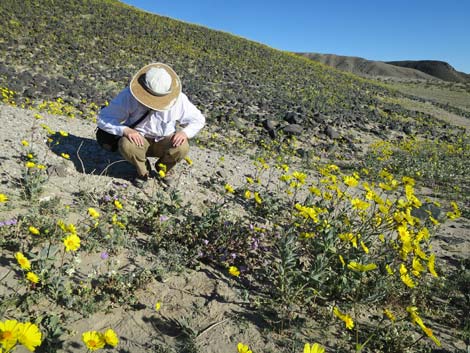 Desert Gold (Geraea canescens)