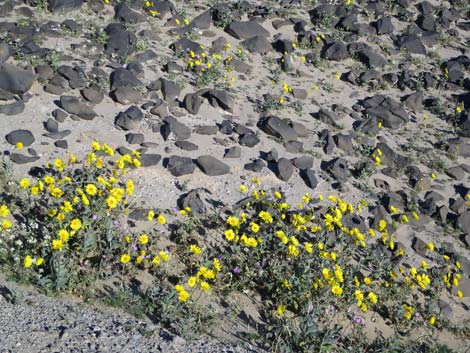 Desert Gold (Geraea canescens)