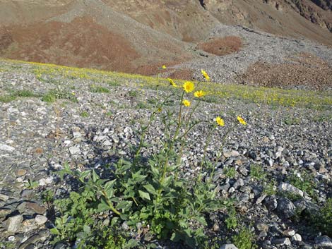 Desert Gold (Geraea canescens)