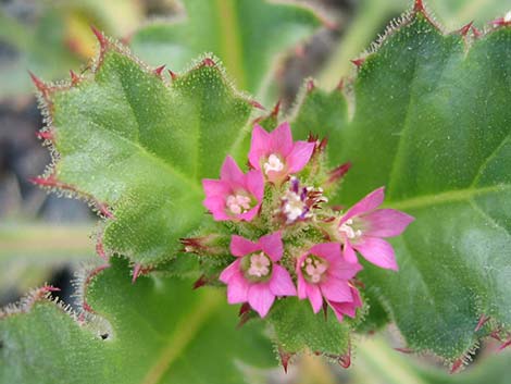 Gilia (Gilia spp.)