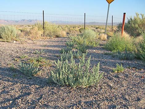 Halogeton (Halogeton glomeratus)