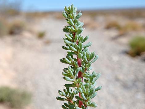 Halogeton (Halogeton glomeratus)