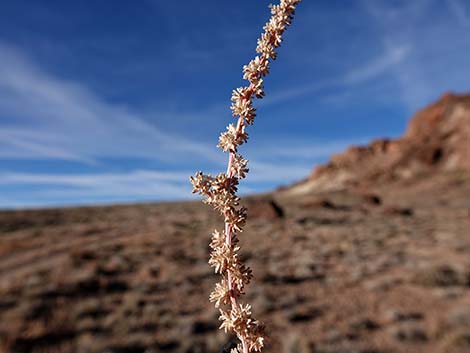 Halogeton (Halogeton glomeratus)