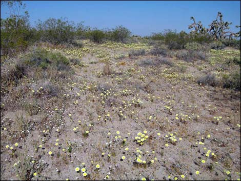 Desert Dandelion (Malacothrix glabrata)