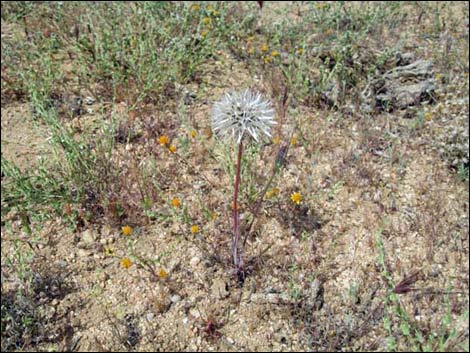 Desert Dandelion (Malacothrix glabrata)