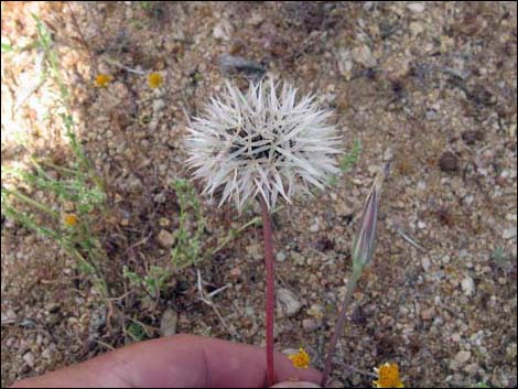 Desert Dandelion (Malacothrix glabrata)