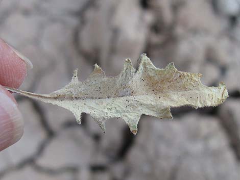 African Mustard (Malcolmia africana)