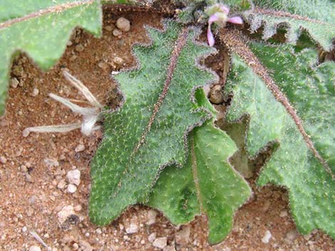 African Mustard (Malcolmia africana)