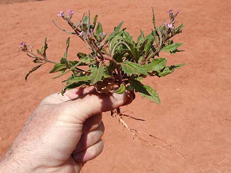 African Mustard (Strigosella africana)