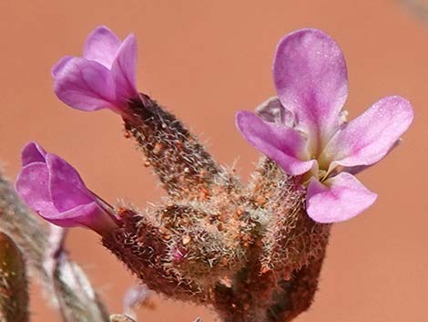 African Mustard (Strigosella africana)