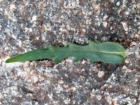 Whitestem Blazingstar (Mentzelia albicaulis)