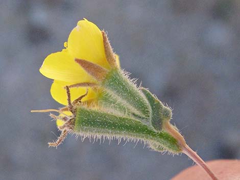 Whitestem Blazingstar (Mentzelia albicaulis)