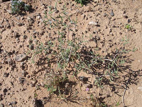 Whitestem Blazingstar (Mentzelia albicaulis)