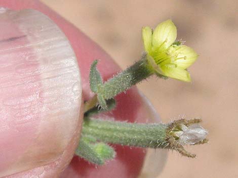 Whitestem Blazingstar (Mentzelia albicaulis)