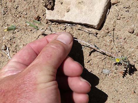 Whitestem Blazingstar (Mentzelia albicaulis)