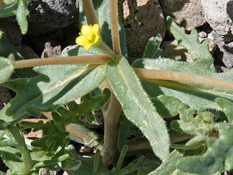 Whitestem Blazingstar (Mentzelia albicaulis)