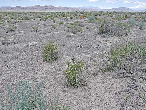 Whitestem Blazingstar (Mentzelia albicaulis)