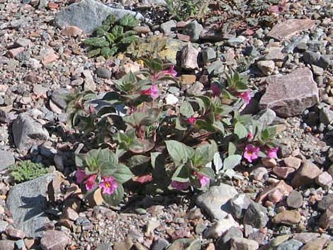 Bigelow's Monkeyflower (Mimulus bigelovii)