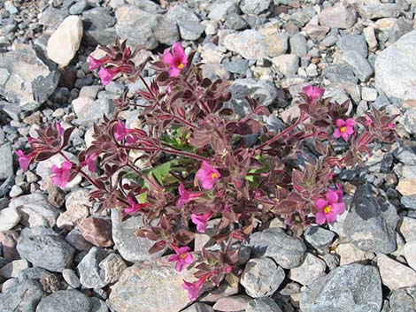 Bigelow's Monkeyflower (Mimulus bigelovii)