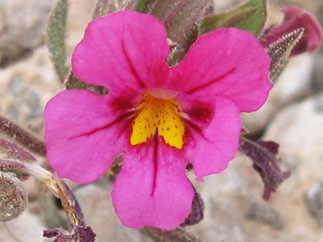 Bigelow's Monkeyflower (Mimulus bigelovii)