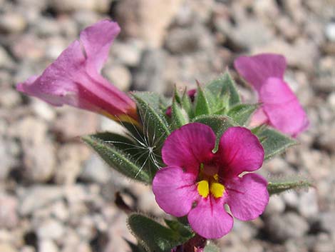 Bigelow's Monkeyflower (Mimulus bigelovii)