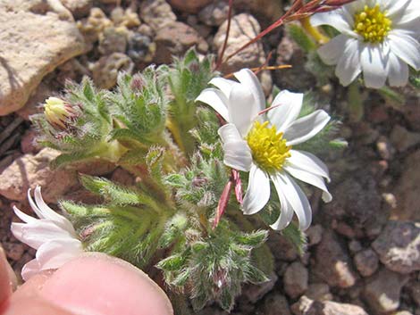 Mojave Desertstar (Monoptilon bellioides)