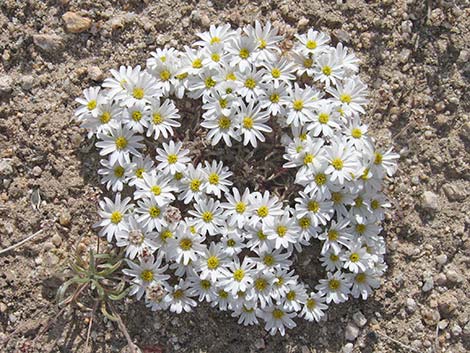 Daisy Desertstar (Monoptilon bellidiforme)