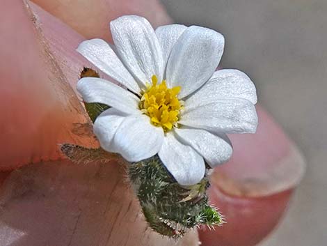 Daisy Desertstar (Monoptilon bellidiforme)