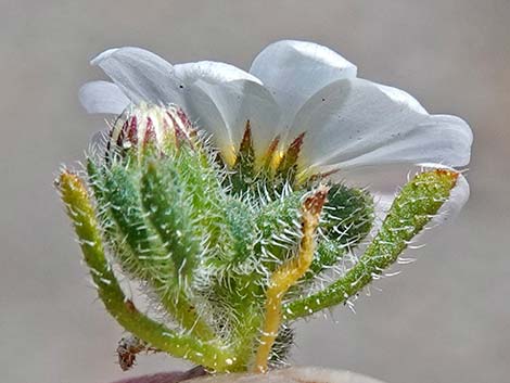 Daisy Desertstar (Monoptilon bellidiforme)