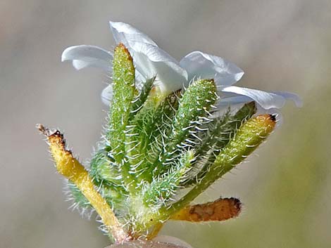 Daisy Desertstar (Monoptilon bellidiforme)