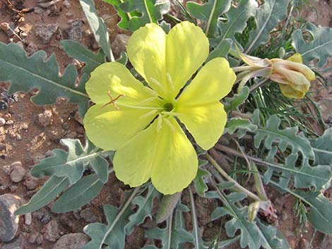 Desert Evening Primrose (Oenothera primiveris)