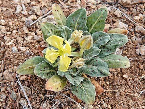 Desert Evening Primrose (Oenothera primiveris)