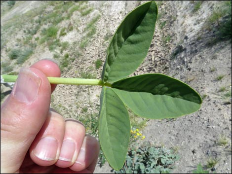 Yellow Beeplant (Cleomella lutea)