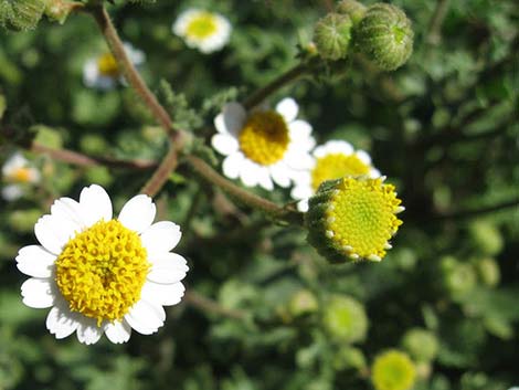 Emory's Rockdaisy (Perityle emoryi)