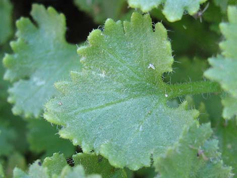 Emory's Rockdaisy (Perityle emoryi)