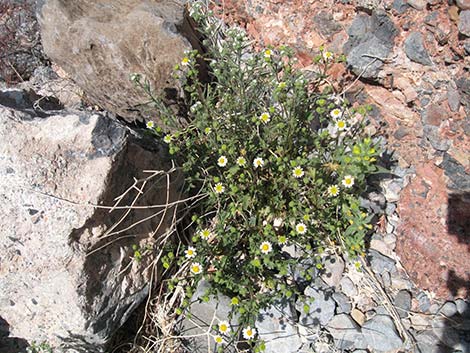 Emory's Rockdaisy (Perityle emoryi)