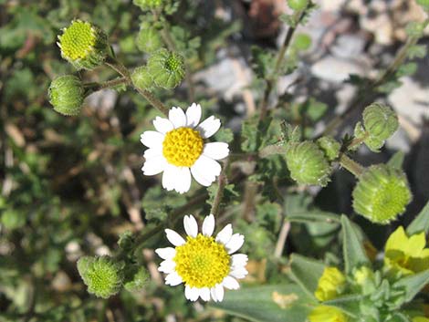 Emory's Rockdaisy (Perityle emoryi)