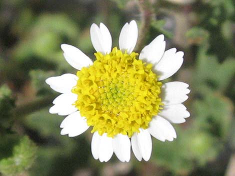 Emory's Rockdaisy (Perityle emoryi)