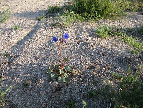 Desertbells (Phacelia campanularia ssp. vasiformis)