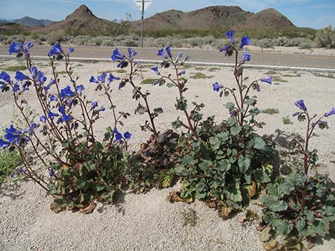 Desertbells (Phacelia campanularia ssp. vasiformis)