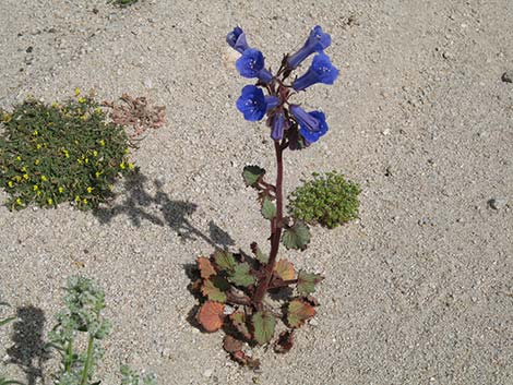 Desertbells (Phacelia campanularia ssp. vasiformis)