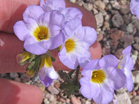 Fremont's Phacelia (Phacelia fremontii)