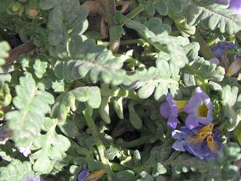 Fremont's Phacelia (Phacelia fremontii)