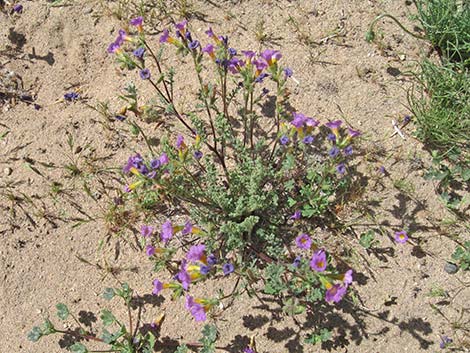 Fremont's Phacelia (Phacelia fremontii)