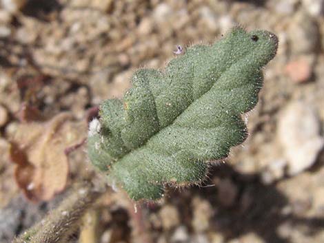 Fremont's Phacelia (Phacelia fremontii)