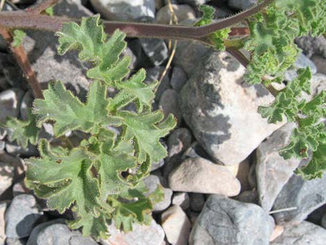 Pedicellate Phacelia (Phacelia pedicellata)