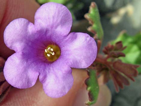 Beautiful Phacelia (Phacelia pulchella)